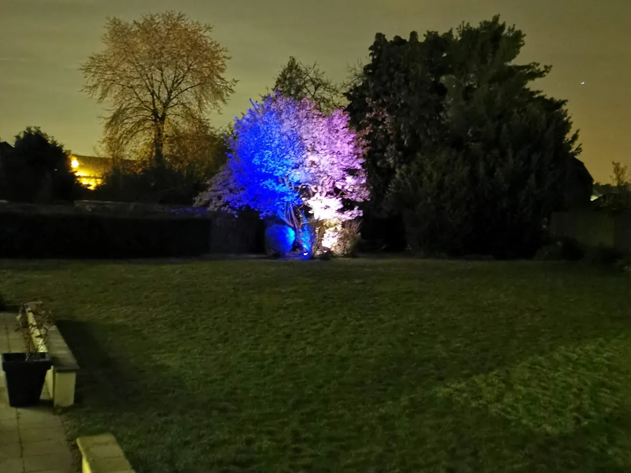 Mise en lumière colorée d'un arbre de jardin